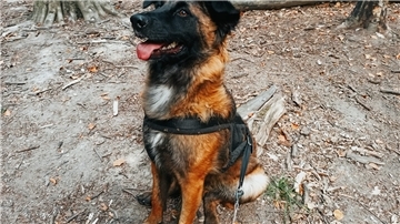 Der in Zeven entlaufende Hund ist wieder da.