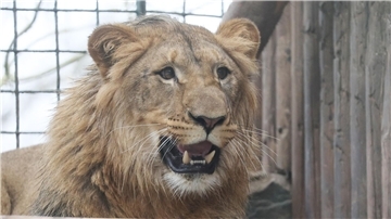 Der junge Löwe Bahati wohnt nun im Tierpark in Gera.