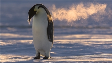 Der Kaiserpinguin steht für die Antarktis wie kaum eine andere Art. 