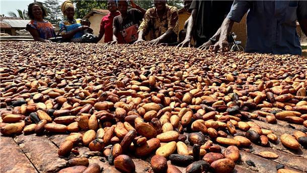 Der Kakaoanbau ist Experten zufolge besonders anfällig für extreme Wetterschwankungen. (Archivbild)
