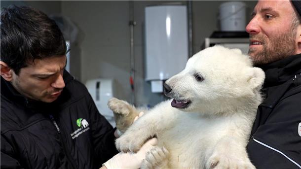 Der kleine Eisbär erweist sich schon als bärenstark.