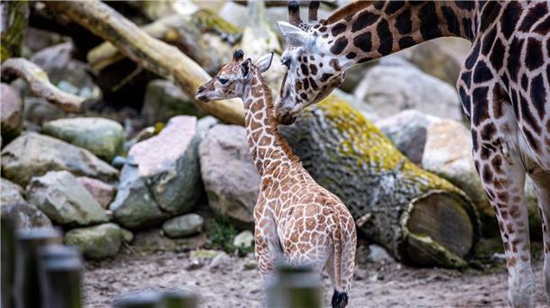 Der kleine Giraffen-Bulle Mojo erkundet mit seinem Vater Madiba das Gehege.