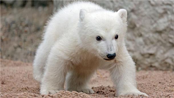 So lange bleibt das Eisbärbaby noch abgeschottet Der Kleine hat noch keinen Namen. (Archivbild)