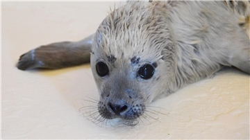 Der kleine Heuler Bosse ist als erster Heuler der diesjährigen Geburtensaison in der Seehundstation Friedrichskoog aufgenommen worden.