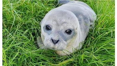 Der kleine Heuler ist vor einem Jahr in Bremerhaven gestrandet. 