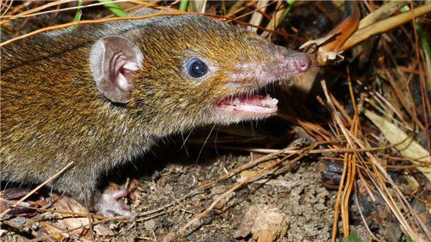 Hunderte Tier- und Pflanzenarten in Südostasien entdeckt Der Kleine Rattenigel hat weiches Fell und scharfe Reißzähne.