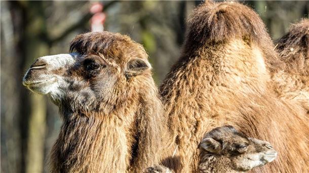 Der kleine Ringo genießt mit seiner Mutter Kashuri einen entspannten Tag steht im Cottbuser Tierpark.