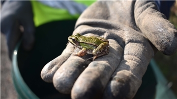 Der Teichfrosch sitzt auf der Hand des Ehrenamtlichen, der die Eimer am Schutzzaun leert.