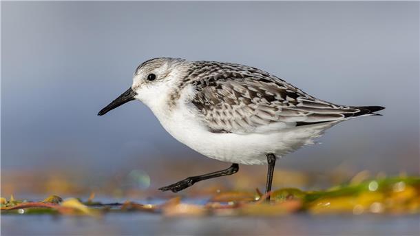 Der Klimawandel bedroht das Ökosystem Wattenmeer. Gefährdet ist dadurch auch die Vogelwelt. Unser Bild zeigt einen Sanderling.