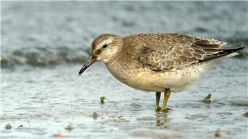 Ein Knutt im Wattenmeer