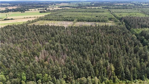 Bederkesa: Darum sollen im Holzurburger Moor wieder hunderte Nadelbäume fallen Wald