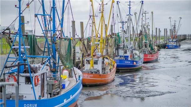 Seebeck: Nun sollen die Fischer die Rechnung zahlen Kutterschiffe in einem Hafen
