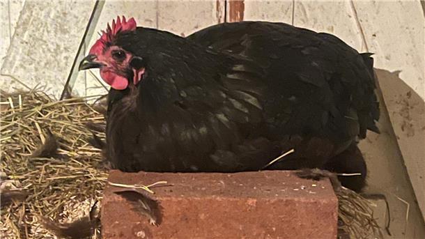 Der Landkreis Rotenburg hat ab dem 31. Oktober die Stallpflicht für Geflügel angeordnet. 