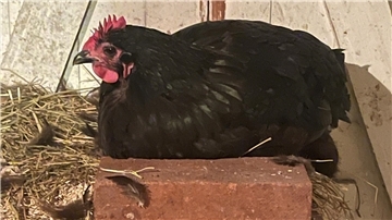 Landkreis Rotenburg ordnet Stallpflicht für Nutzgeflügel an  Der Landkreis Rotenburg hat ab dem 31. Oktober die Stallpflicht für Geflügel angeordnet.