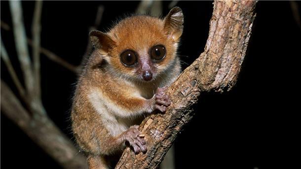 Der Madame Berthes Mausmaki (Microcebus berthae) lebt auf Madagaskar und ist der kleinste lebende Primat der Welt.