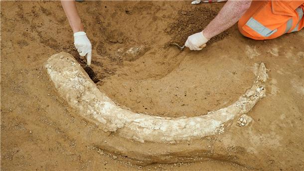 Der Mammutzahn ist etwa 1,20 Meter lang. 