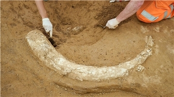 Der Mammutzahn ist etwa 1,20 Meter lang. 