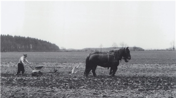 Der mehr als 80 Jahre alte Film „Die Heide stirbt“ aus dem Jahr 1931 zeigt, wie Menschen und Tiere damals in der Heidelandschaft lebten.