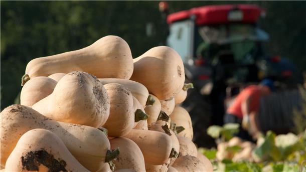 Die Kürbiszeit feiern – mit Ravioli-Kunst oder Fruchtsalat Der Name ist Programm: Die Vorzüge des Butternut-Kürbisses ist sein milder nussigbuttriger Geschmack.