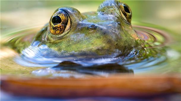 Brüllender Vielfraß im Teich Der Ochsenfrosch verdankt seinen Namen seinem Gebrüll. Er erinnert an einen Ochsen.