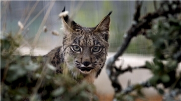 Der Pardelluchs konnte von der Weltnaturschutzunion von „stark gefährdet“ auf „gefährdet“ zurückgestuft werden.