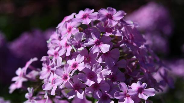 Tipps vom Gartenexperten: Aufräumen nach dem Winterschlaf Ein Phlox blüht in strahlendem Lila.