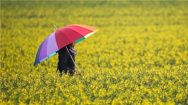 Eine Frau mit Regenschirm geht im Regen zwischen zwei blühenden Rapsfeldern hindurch. 