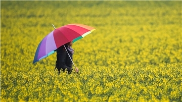 Eine Frau mit Regenschirm geht im Regen zwischen zwei blühenden Rapsfeldern hindurch. 