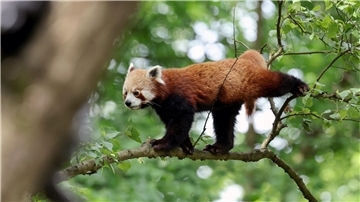 Der Rote Panda erkundet sein neues Gehege im Zoo in Rostock.
