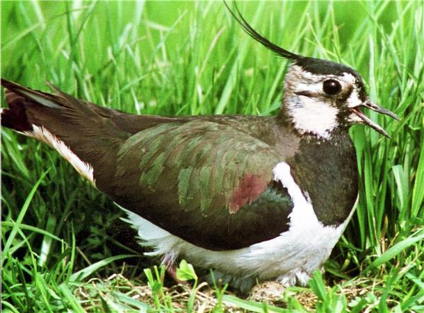 Wiesenvögel