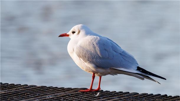 Der Ruf der Lachmöwe (Chroicocephalus ridibundus) klingt wie Gelächter, daher auch der Name.