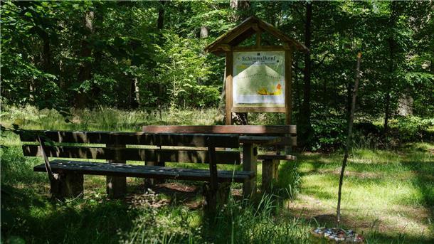 Der Schimmelkopf ist 694,8 Meter hoch, der Dollberg bei Nohfelden aber 695,4 Meter. Sechzig Zentimeter höher.