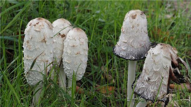 Der Schopf-Tintling ist der Pilz des Jahres.