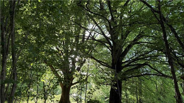 Bäume in einem Wald.