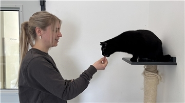 Eine junge Frau (links im Bild) gibt einem schwarzen Kater (rechts) auf einem Kratzbaum ein Leckerli.  Sind schwarze Katzen schwerer vermittelbar?