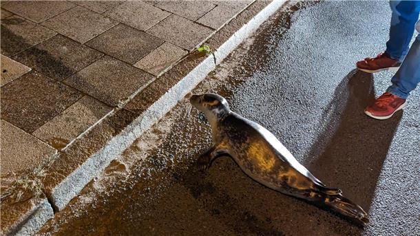 Tierischer Ausflug: Plötzlich hoppelt ein kleiner Seehund aus dem Kaiserhafen Junger Seehund blickt von der Straße aus auf den Kaiserhafen