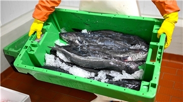 Eine grüne Kiste mit Fischen und Eis.