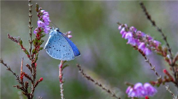 Noch unverzichtbar: Garten- und Gemüsebau brauchen Torf Der sehr seltene Hochmoorbläuling (Plebejus optilete) im Teufelsmoor.