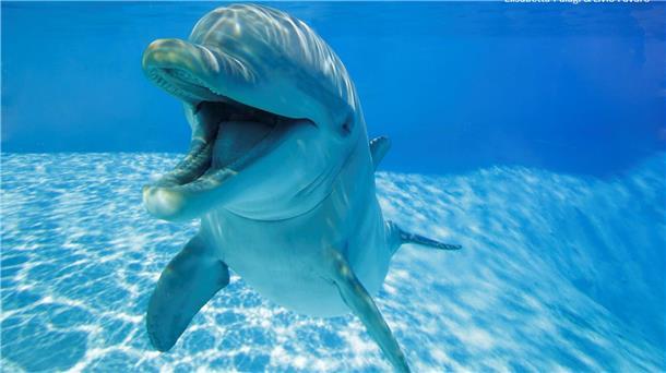 Weit geöffnete Delfin-Schnauze signalisiert Spielverhalten Der sogenannte einen Open-Mouth-Ausdruck wird hauptsächlich während sozialem Spiel mit anderen Delfinen oder - seltener - Menschen gezeigt, fast nie beim Einzelspiel. (Handout)