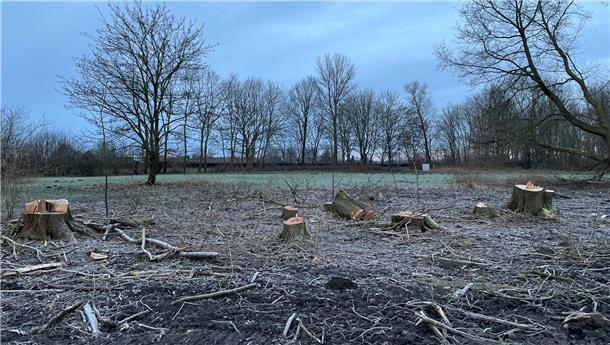 Strandwald