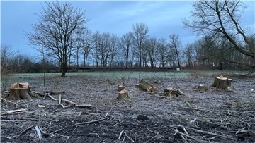Strandwald