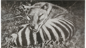 Der Tasmanische Tiger ähnelet einem Hund und einer Hyäne.