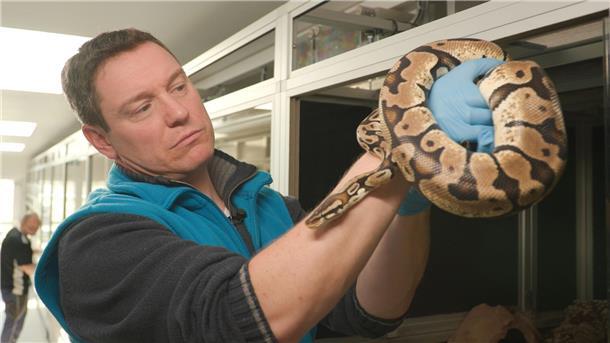Wenn Tiere in Not geraten - „Geschöpfe wie wir“ Der Tierschützer Patrick mit einer Netzpython, die nach einer Beschlagnahmung im Tierschutzzentrum gelandet ist.