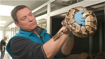 Der Tierschützer Patrick mit einer Netzpython, die nach einer Beschlagnahmung im Tierschutzzentrum gelandet ist.