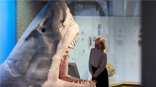 Doch kein Moppelchen: Urzeit-Hai war überraschend schlank Der Urzeit-Hai Megalodon wurde lange als gigantische Version eines Weißen Hais angesehen. (Archivbild)