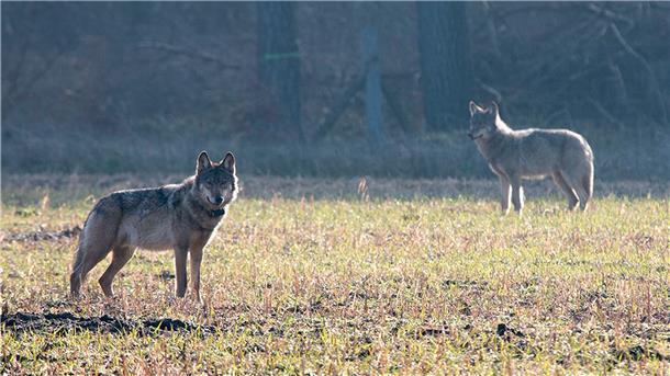 Der verhaltensauffällige Wolf Kurti (links) war der erste legal abgeschossene Wolf in Deutschland seit der Rückkehr der Tiere. Er wurde im April 2016 in der Lüneburger Heide von einem Scharfschützen der Polizei getötet.