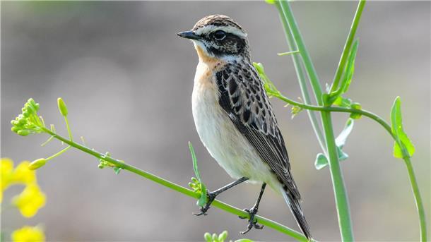Braunkehlchen ist „Vogel des Jahres“ 2023  Der „Vogel des Jahres“ 2023: das Braunkehlchen.
