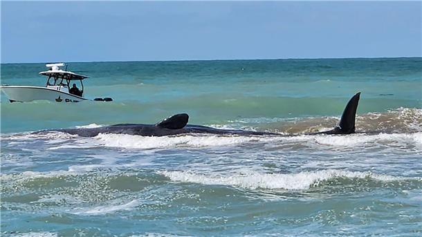 Gestrandeter Pottwal stirbt vor Floridas Küste Der Wal ist vor Venice in Florida auf einer Sandbank gestrandet.