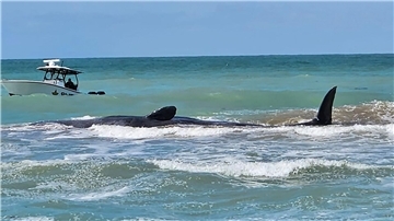 Der Wal ist vor Venice in Florida auf einer Sandbank gestrandet.