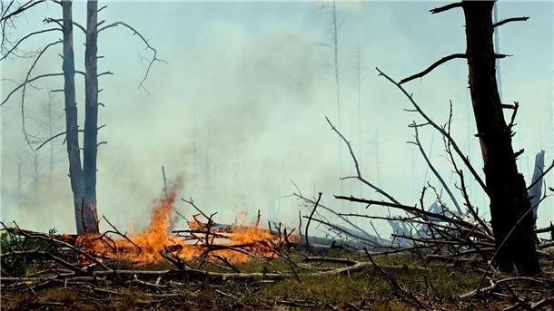 Der Wald bei Jüterbog brennt.